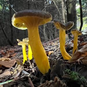 Trumpet Chanterelle