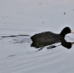 Common Coot