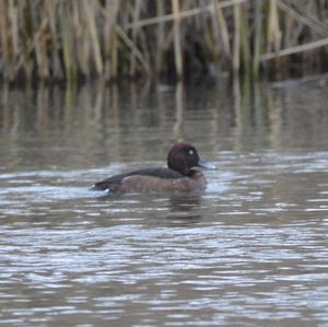 Ferruginous Duck