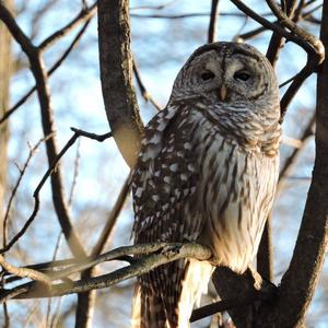 Barred Owl