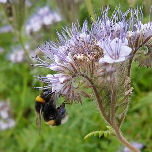 Phacelia