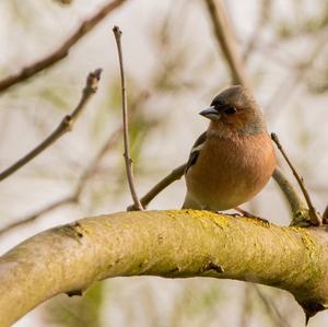 Eurasian Chaffinch