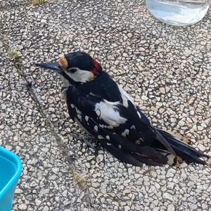 Great Spotted Woodpecker