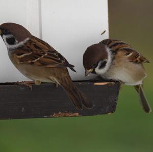 Eurasian Tree Sparrow