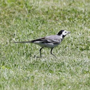 White Wagtail