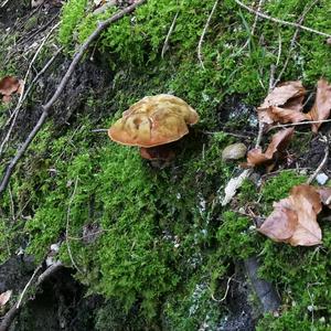 Dotted-stem Bolete