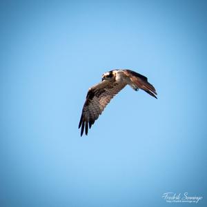 Osprey