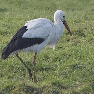 White Stork