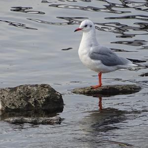 Black-headed Gull