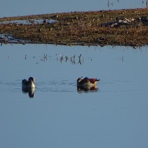 Egyptian Goose