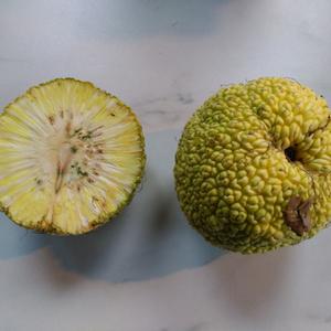 Unknown Species