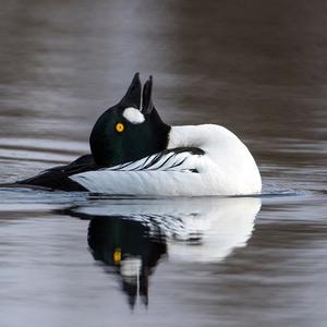 Common Goldeneye