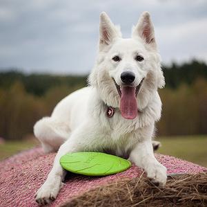 Berger Blanc Suisse