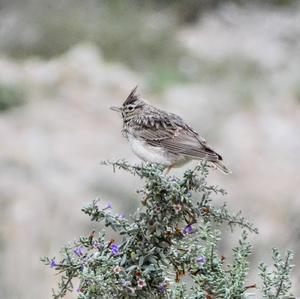 Thekla Lark