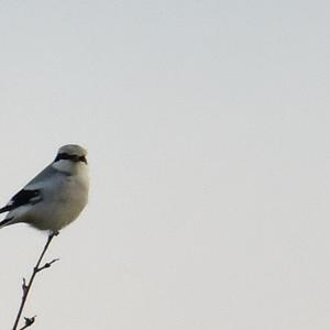 Great Grey Shrike