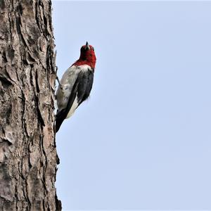 Red-headed Woodpecker