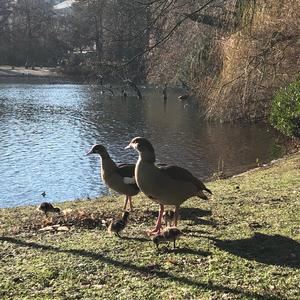 Egyptian Goose