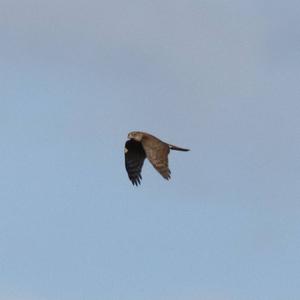 Eurasian Sparrowhawk