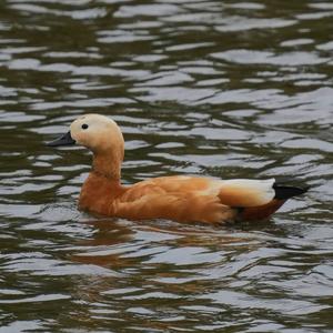 Ruddy Shelduck