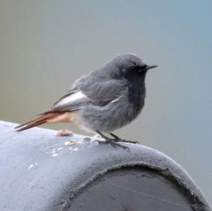 Black Redstart