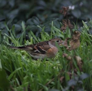 Brambling