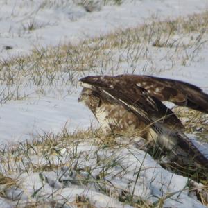 Mäusebussard