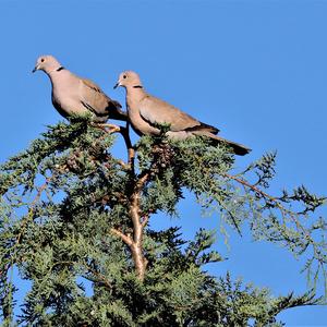 Eurasian Collared-dove