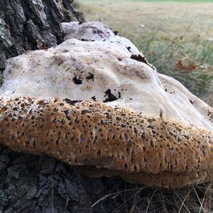 Red-belted Polypore