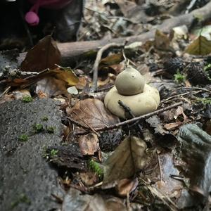 Collared Earthstar