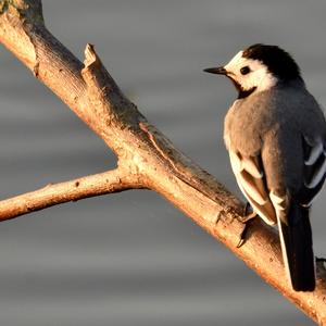 White Wagtail