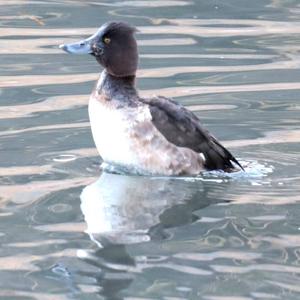 Tufted Duck