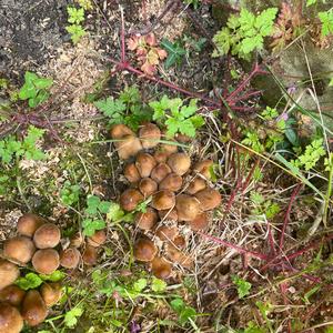 Non-inky Coprinus