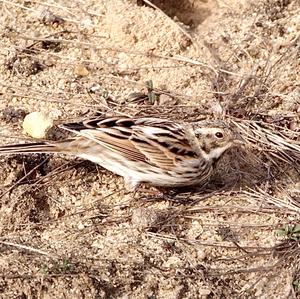 Reed Bunting