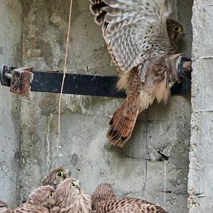 Common Kestrel