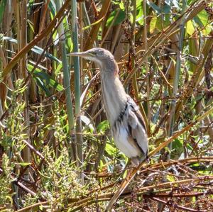 Little Bittern