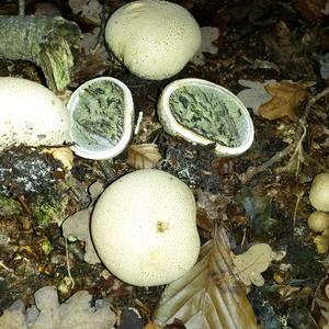 Pigskin Poison Puffball