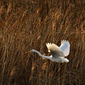 Great Egret