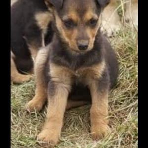 Unknown Breed
