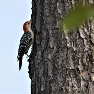 Red-bellied Woodpecker