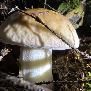 King Bolete