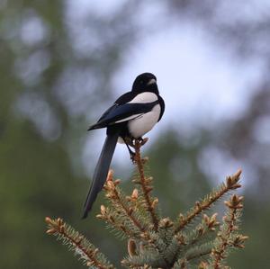 Black-billed Magpie