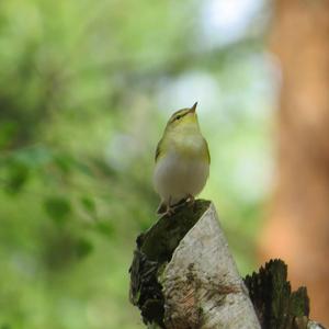 Wood Warbler