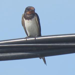 Barn Swallow