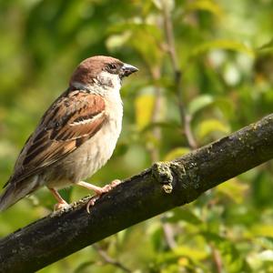 Eurasian Tree Sparrow