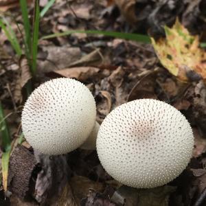 Pestle-shaped Puffball