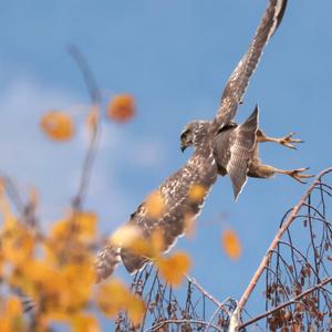 Common Buzzard