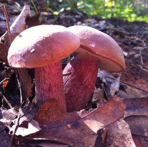 Bay Bolete