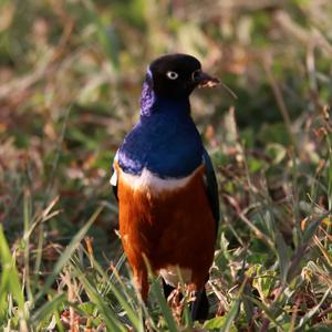 Hildebrandt's Starling