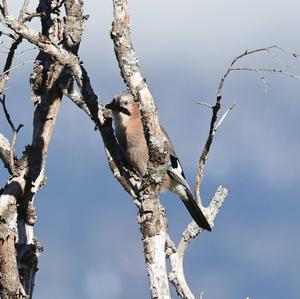 Eurasian Jay