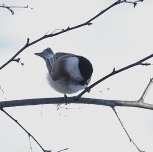 Willow Tit